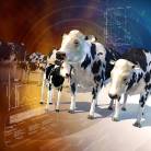 Overview of Brucellosis in Dogs