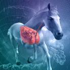 Pleuropneumonia in Horses