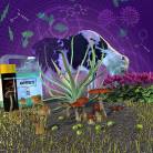 Overview of Mycotoxicoses