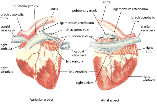 犬猫の循環器疾患　Veterinary Circulation No.21〜24 犬猫の循環器疾患Veterinary Circulation No.21〜24