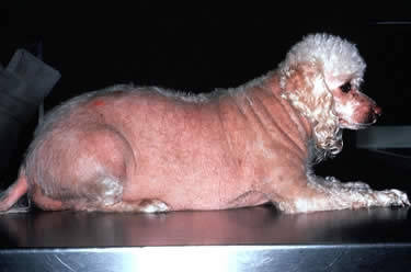 cushing disease hyperadrenocorticism dog white high