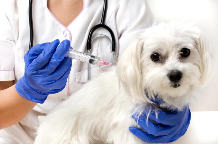 dog receiving vaccine