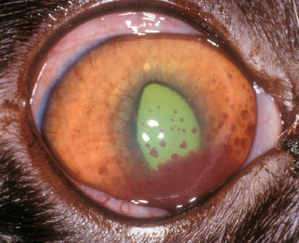 Anterior uveitis, secondary to feline infectious peritonitis