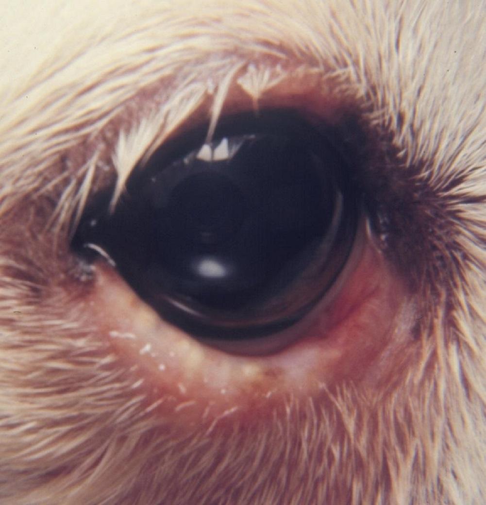 Diffuse inflammation, meibomian glands, lower eyelid, dog