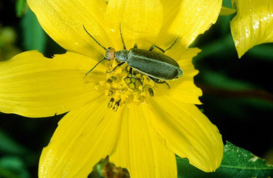 Epicauta atrata (blister beetle)