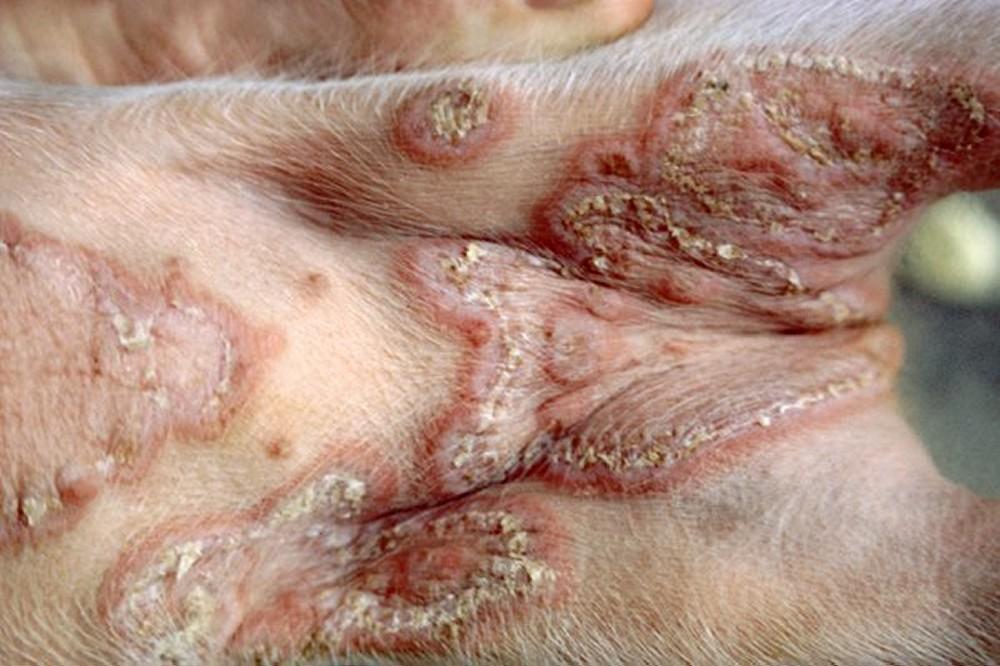 Pityriasis rosea lesions, young pig