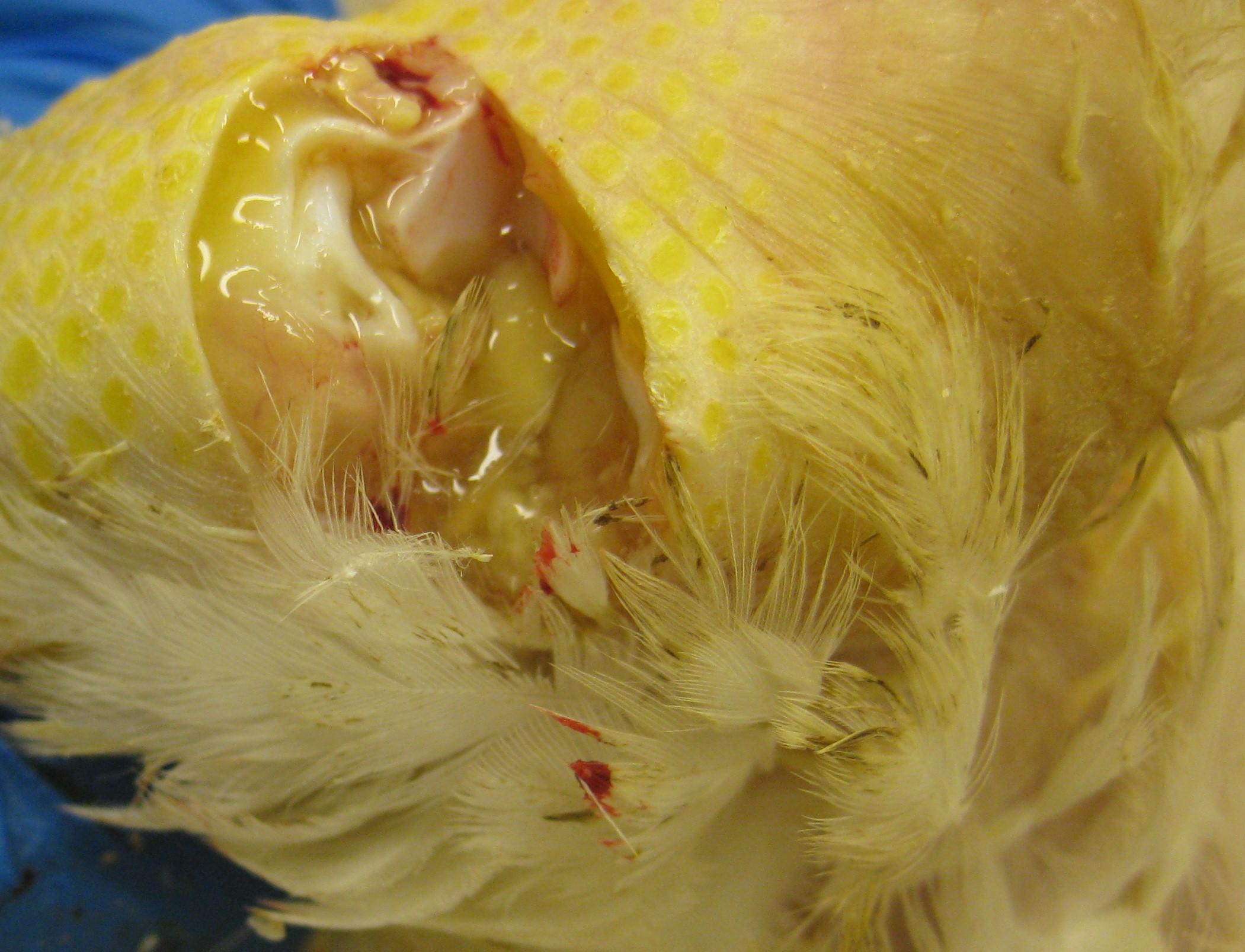 Swollen joint, poultry