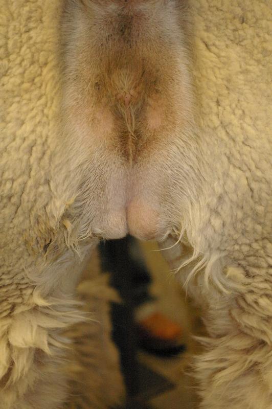 Testicular hypoplasia, alpaca