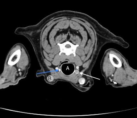 Parathyroid nodule, axial CT, dog