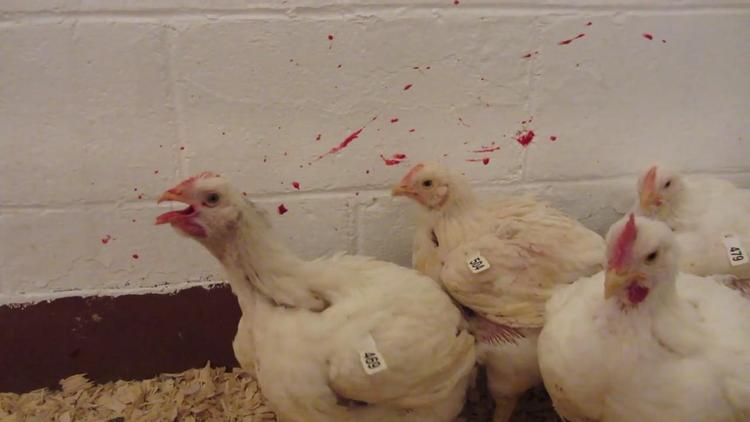 Infectious Laryngotracheitis - Poultry - MSD Veterinary Manual